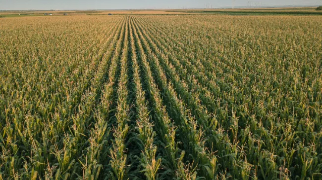 corn field